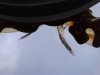 Thumbnail IMG567.jpg 