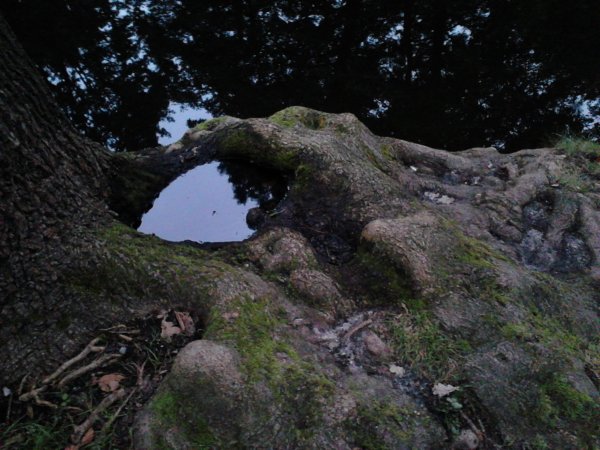 Scaled image IMG585.jpg 