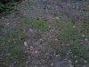 Thumbnail IMG581.jpg 